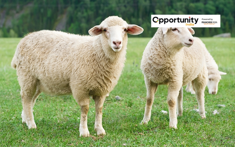 Sheep Farming Business Plan: Profit & Seps